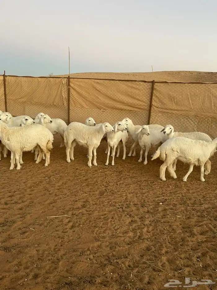 للبيع حريات رخال 1