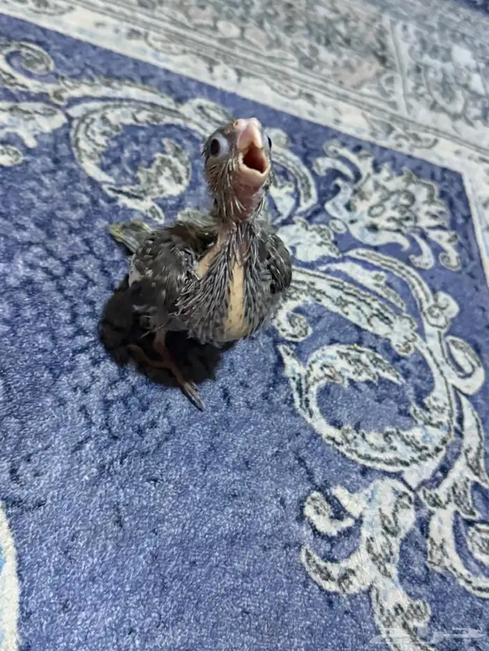 للبيع فرخ كروان تم البيع 0