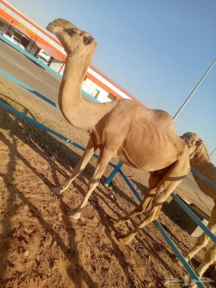 للبيع ناقه حمرا جزمه ضريبه 0