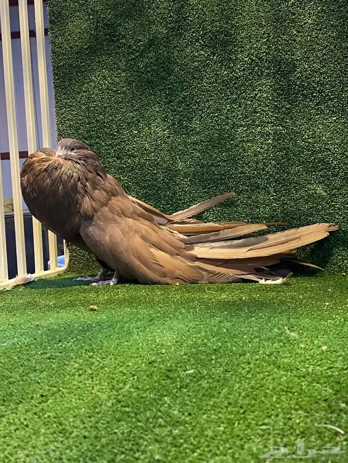 للبيع فحل نفاخ سطحه 0