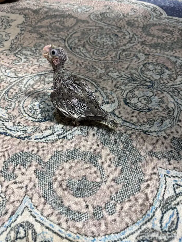 للبيع فرخ كروان تم البيع 2