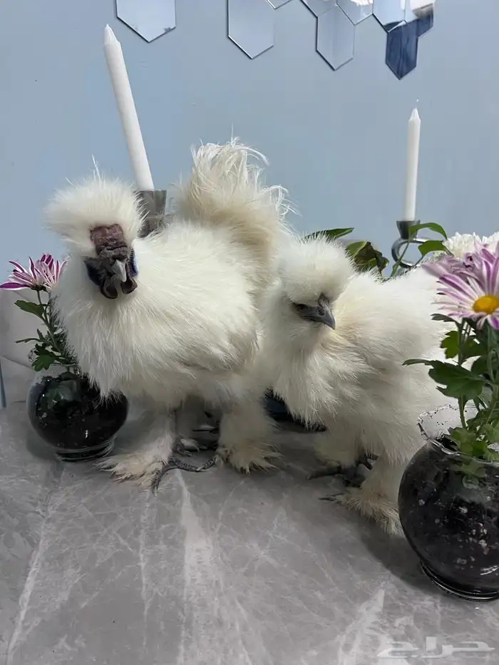 ديك ودجاجه فاخر ونادر سيلكي ابيض بيور 4