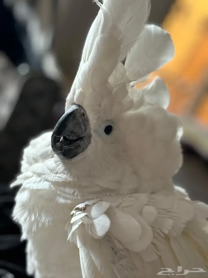 للبيع كوكاتو امبريلا 0