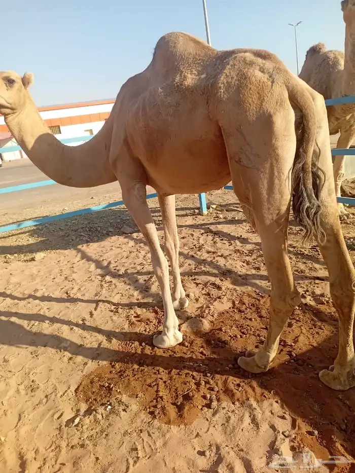 للبيع ناقه حمرا جزمه ضريبه 1