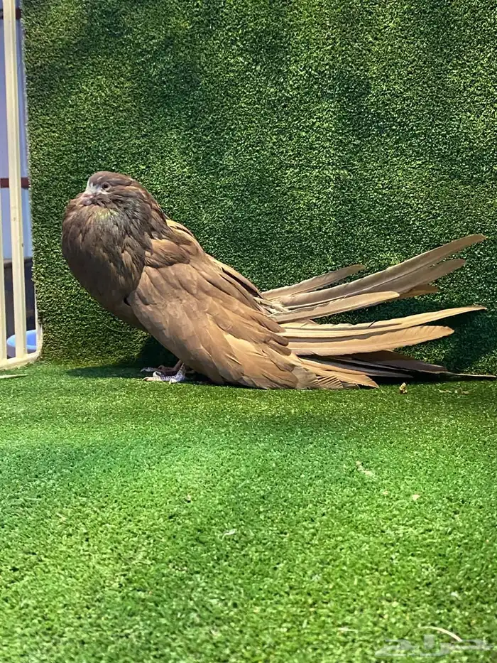 للبيع فحل نفاخ سطحه 5