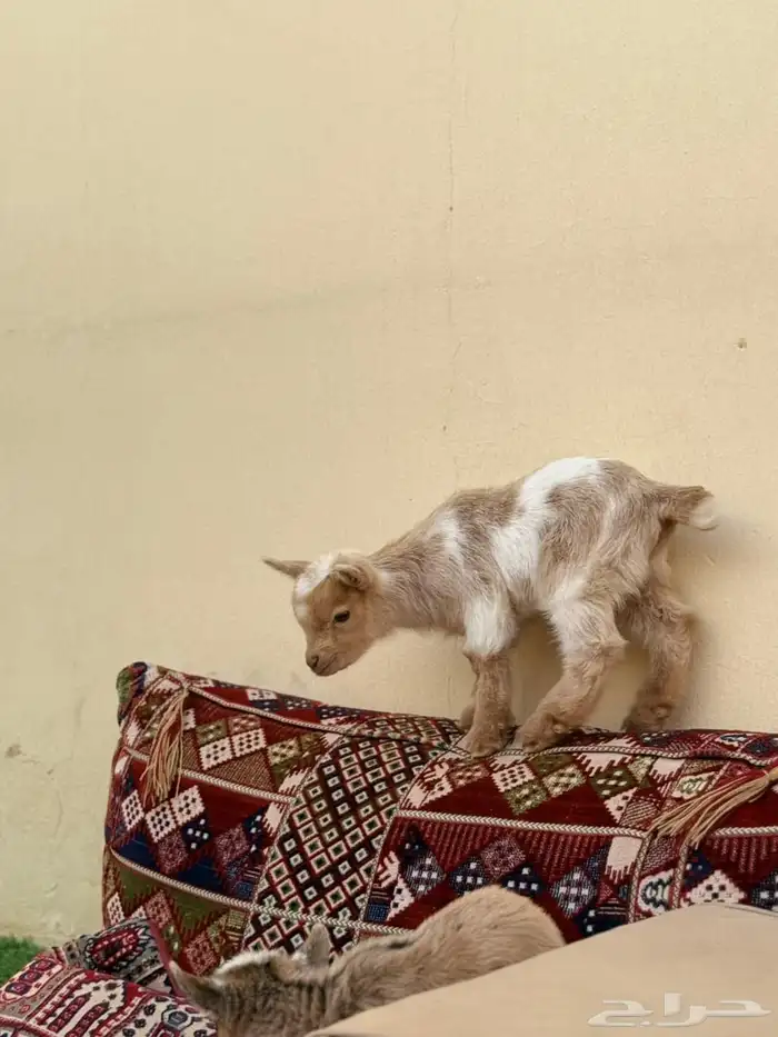 تيس قزمي للأطفال 4