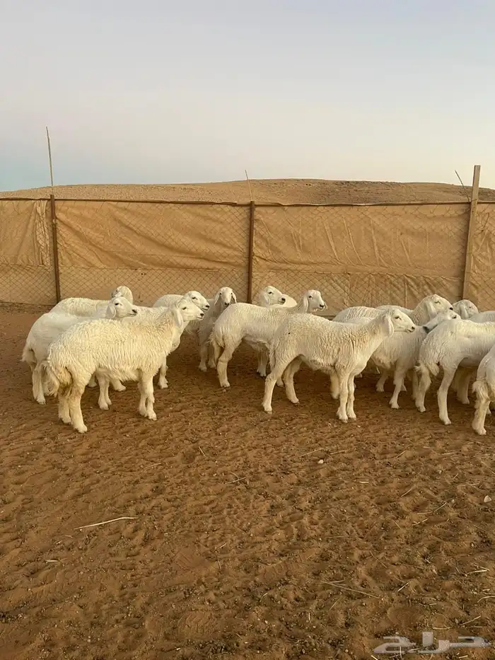 للبيع حريات رخال 3