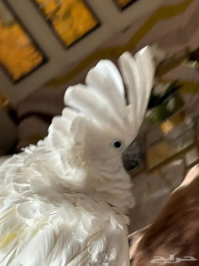 للبيع كوكاتو امبريلا 3