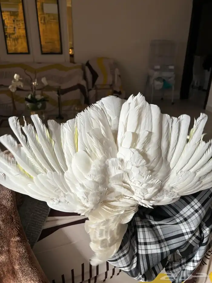 للبيع كوكاتو امبريلا 1