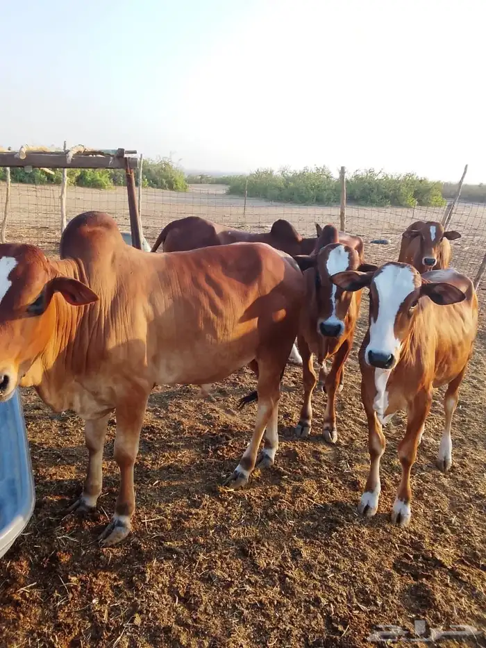 حسلان بلدي 2