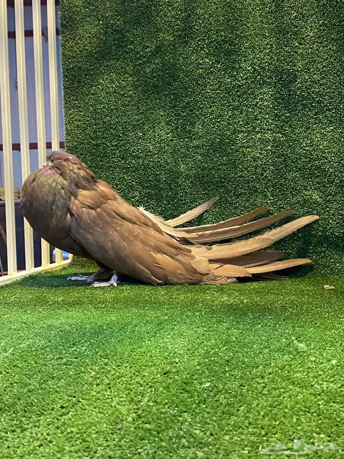 للبيع فحل نفاخ سطحه 3