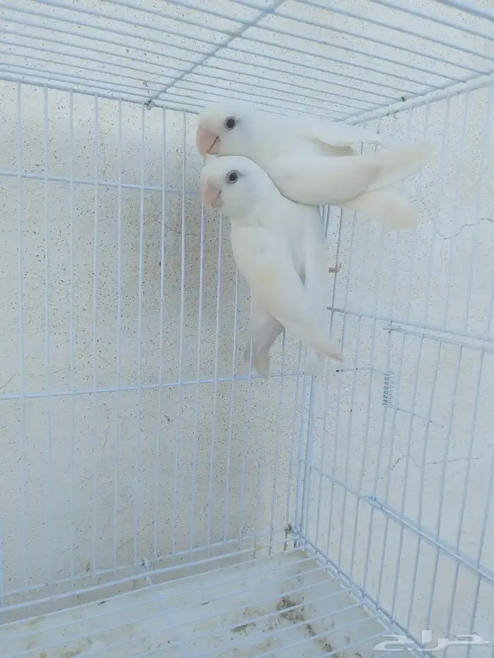 ازواج روز البينو عيون حمر منتجه 0