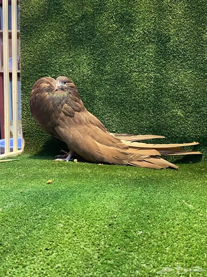 للبيع فحل نفاخ سطحه 2