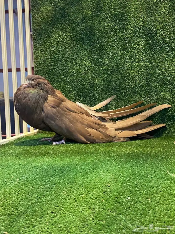 للبيع فحل نفاخ سطحه 4