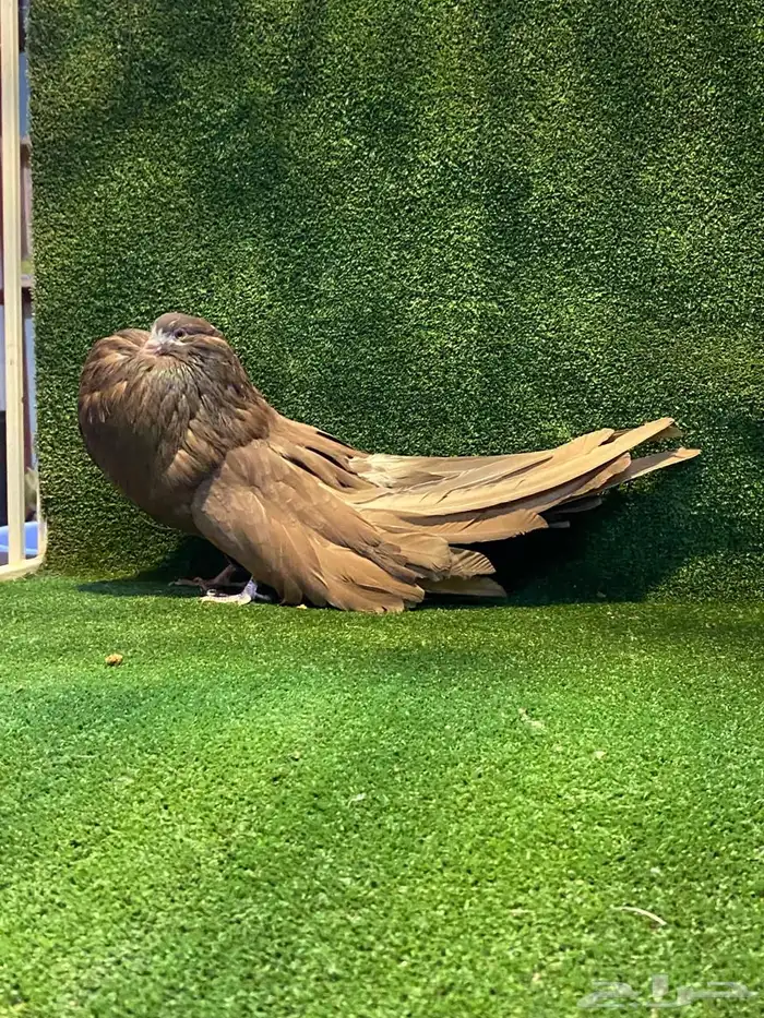 للبيع فحل نفاخ سطحه 7