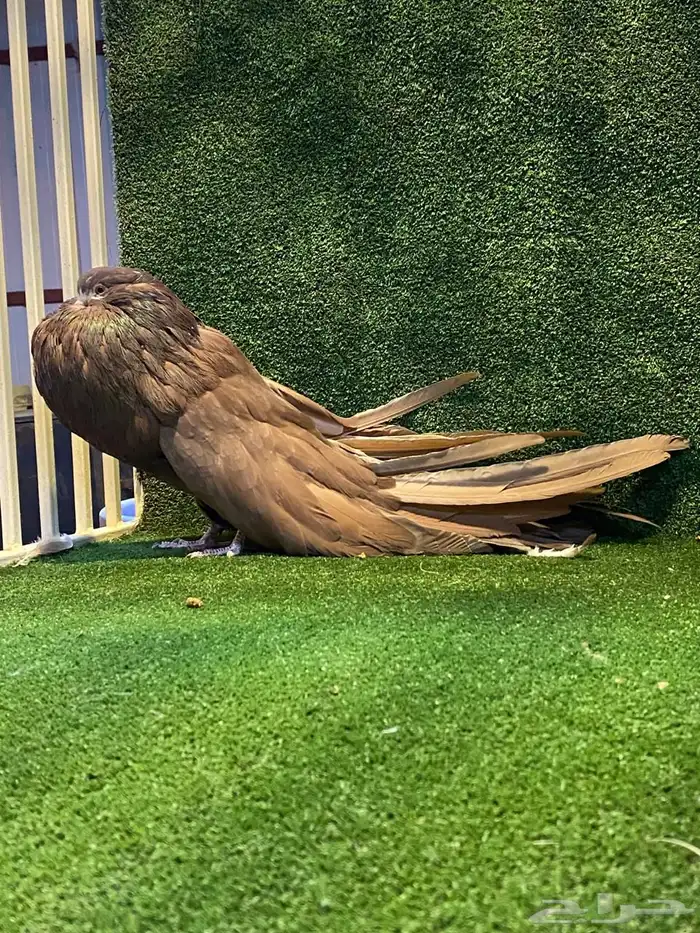 للبيع فحل نفاخ سطحه 1