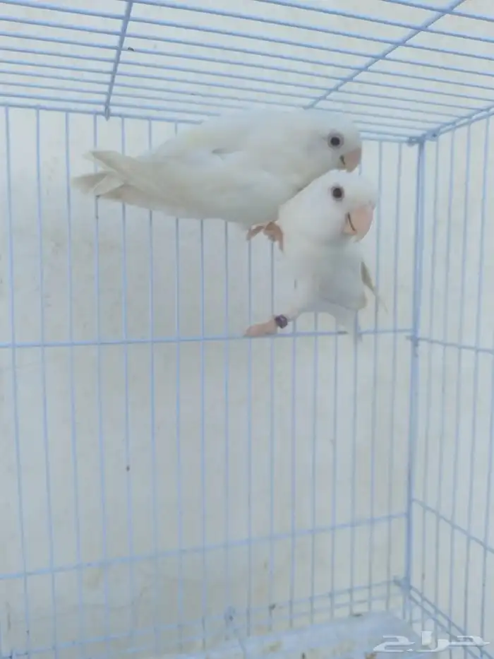 ازواج روز البينو عيون حمر منتجه 10