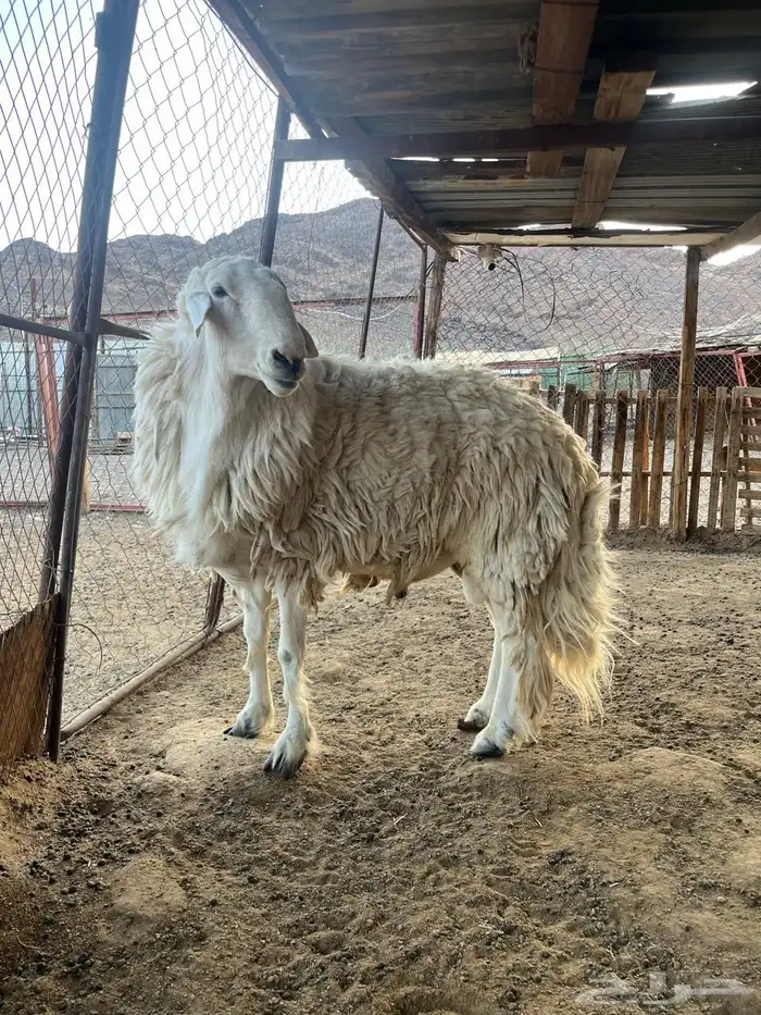 طلى حري ( فحل ) 0