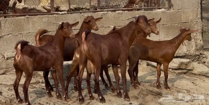 جفار دهم صنف تم البيييع 3