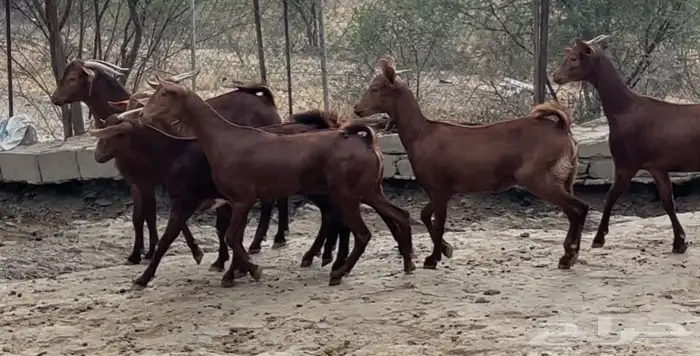 جفار دهم صنف تم البيييع 6