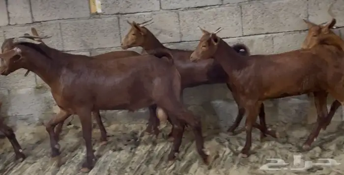 جفار دهم صنف تم البيييع 17