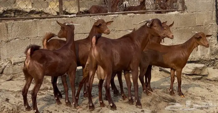 جفار دهم صنف تم البيييع 2