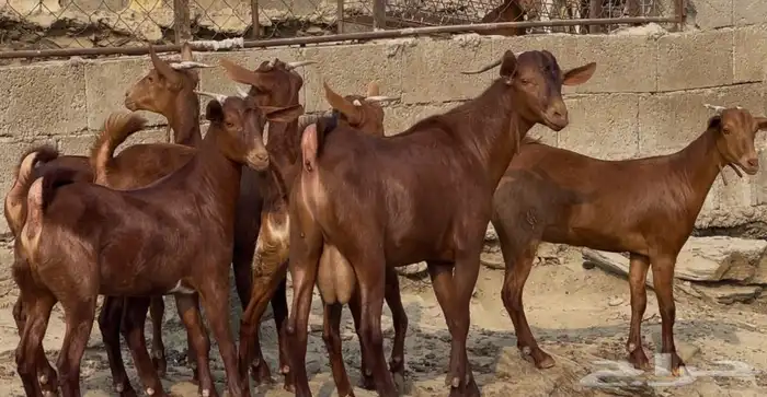 جفار دهم صنف تم البيييع 0