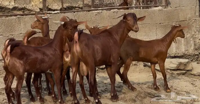 جفار دهم صنف تم البيييع 1