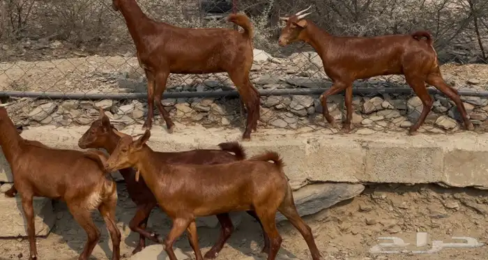 جفار دهم صنف تم البيييع 13