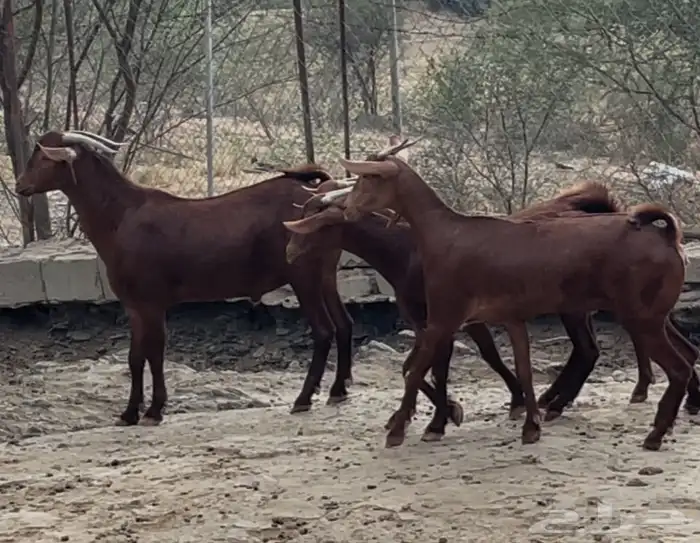 جفار دهم صنف تم البيييع 8