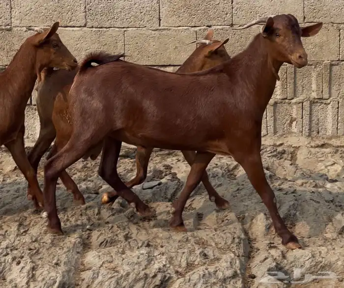 جفار دهم صنف تم البيييع 5