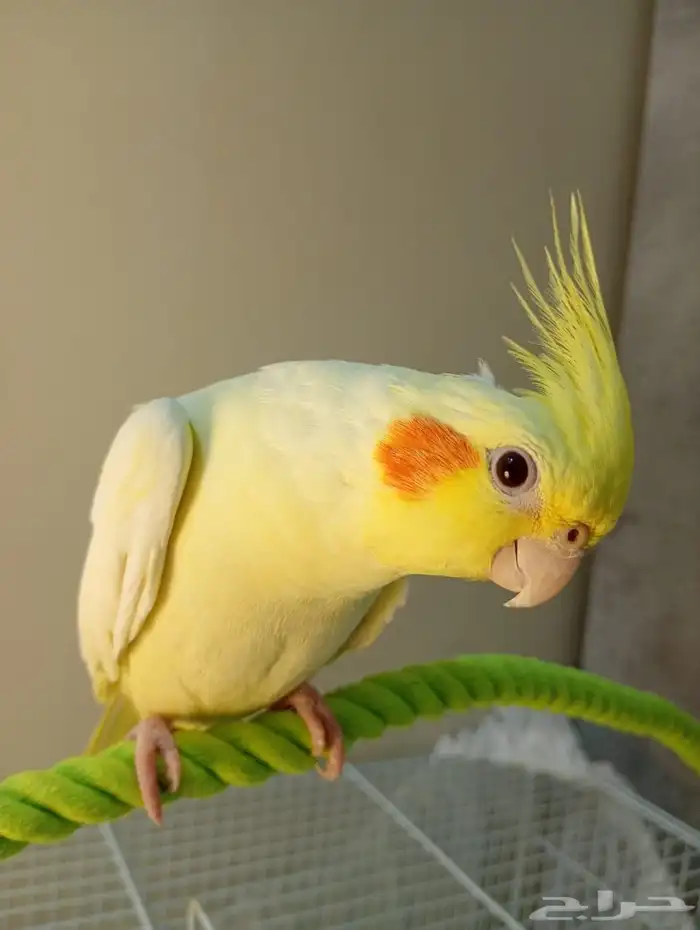 كروان لاتينو 0