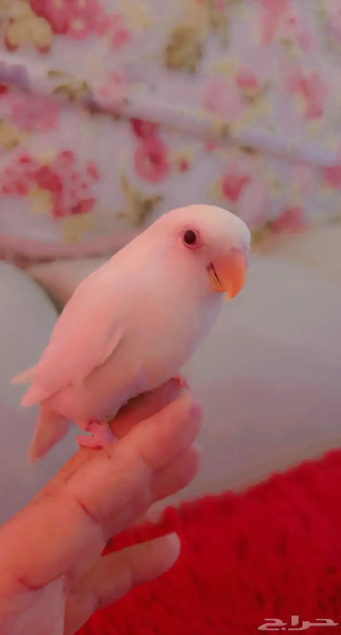 ازواج روز البينو عيون حمر منتجه 19