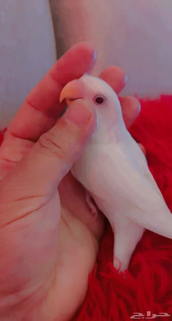 ازواج روز البينو عيون حمر منتجه 18