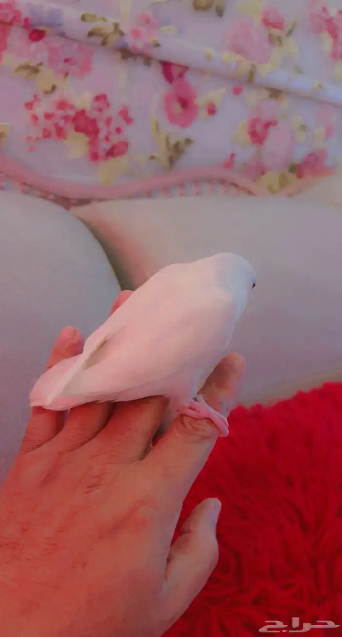 ازواج روز البينو عيون حمر منتجه 17