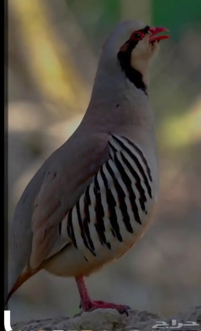 توفر فقاسات صغيره لطيور النادره شراكه 0