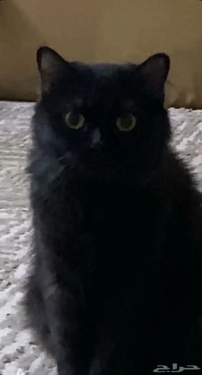 قطة انثى شيرازيه كبيره للتبني 1