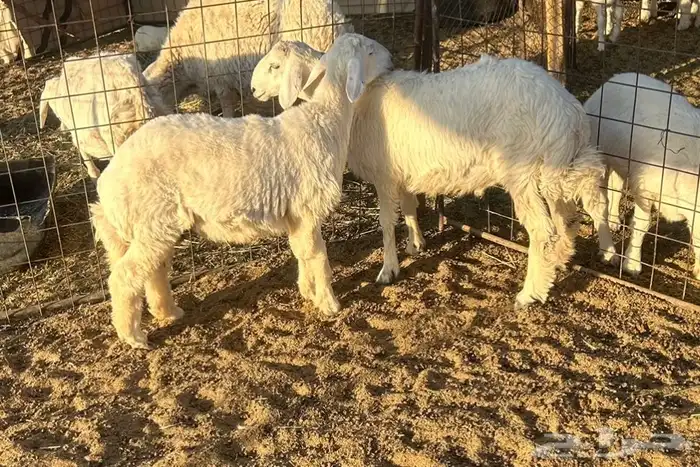 للبيع طليان 0