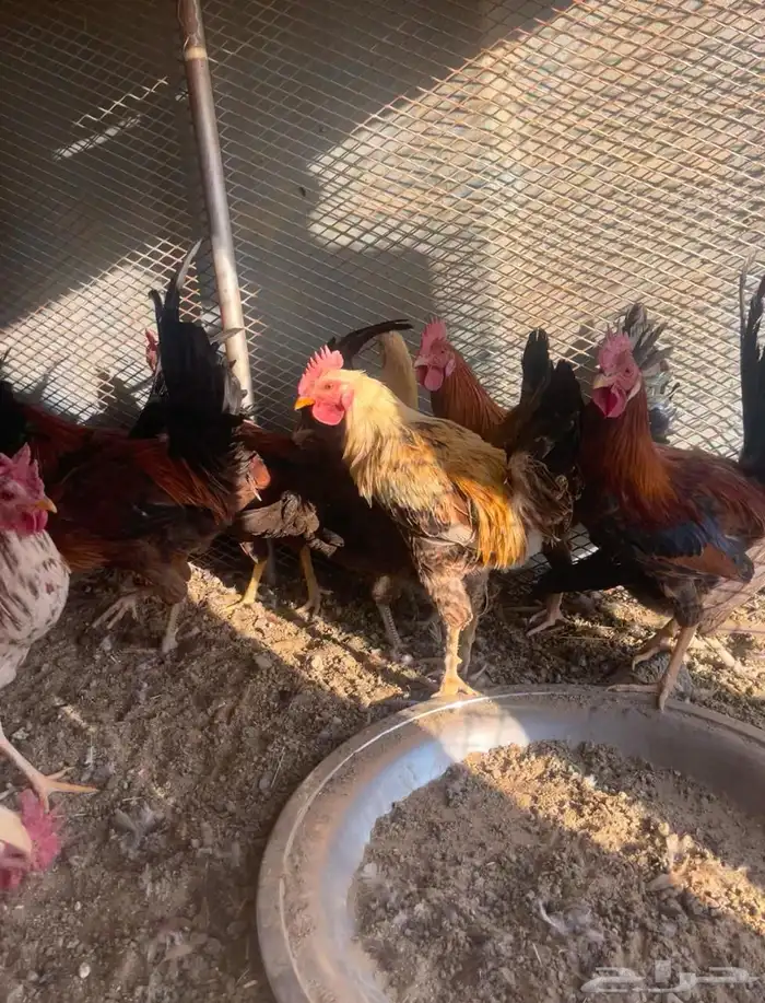 دايكه للبيع و دجاج 4