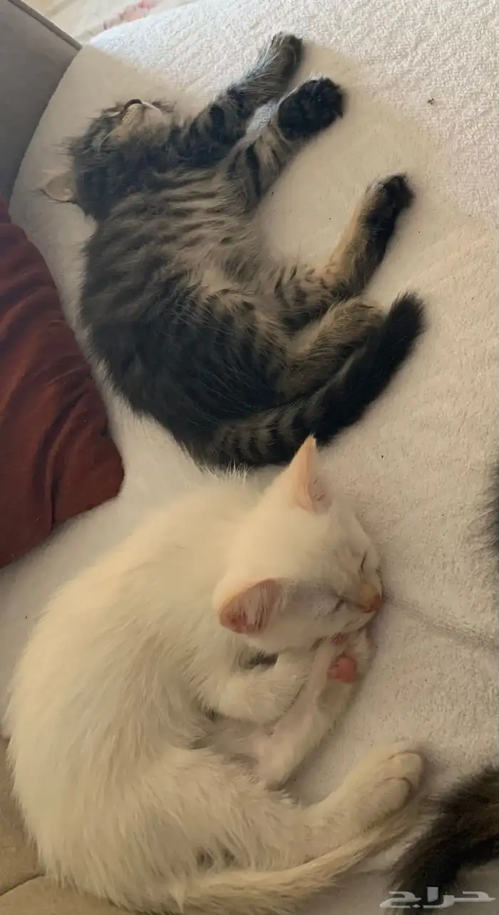 قطط للتبني  . شيرازي 0