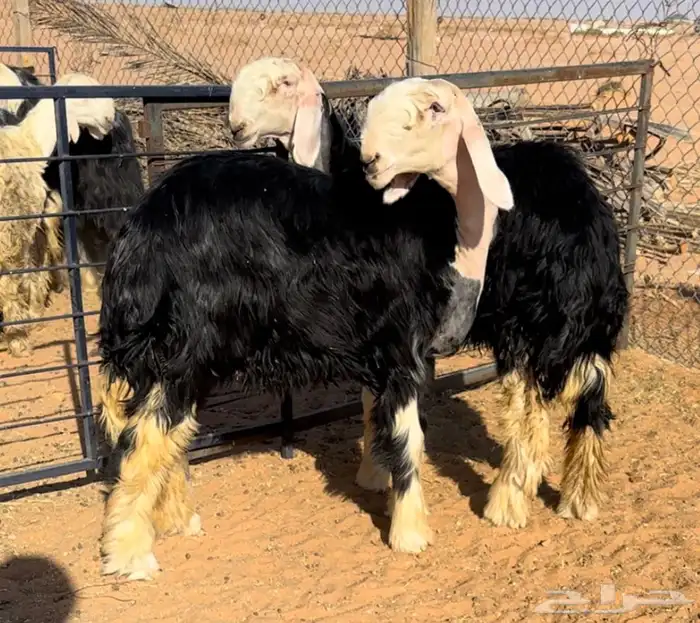 رخال نجد خصم منوة القناي 3