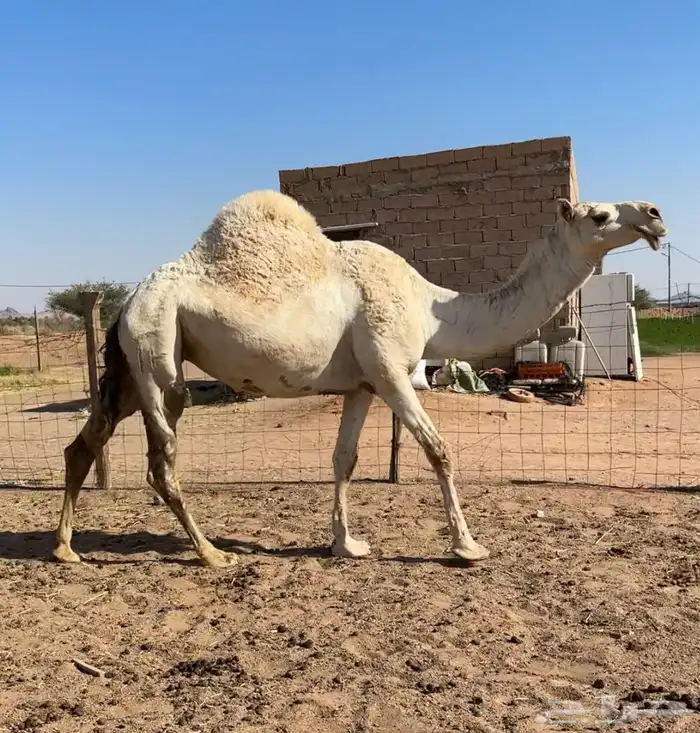 لقحه وضحاء 2