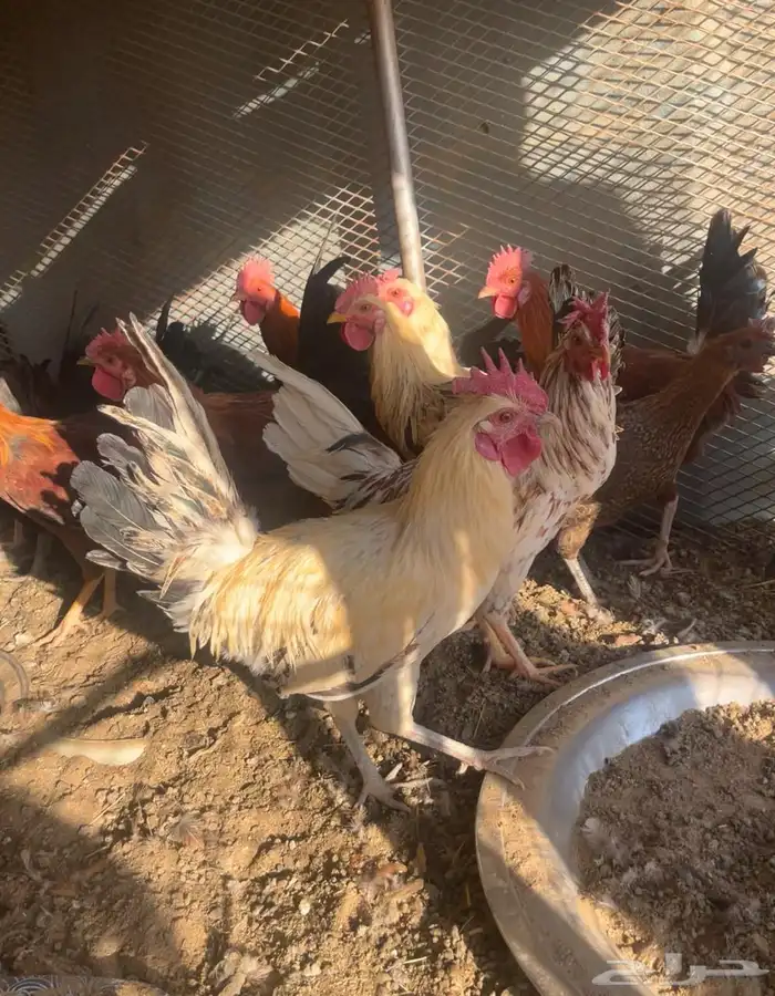 دايكه للبيع و دجاج 0