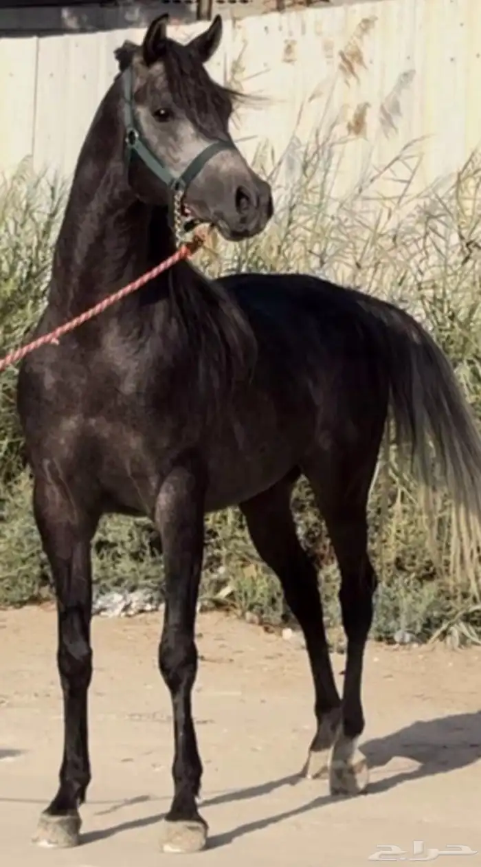 خيل 8