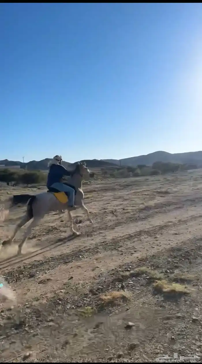 حصان شعبي كفو جدا العمر 5السلامه شرط الرفع 7الحصان سبوق 0