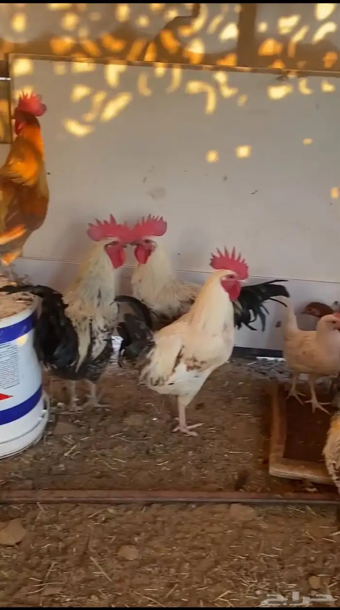 ديوك للبيع 0