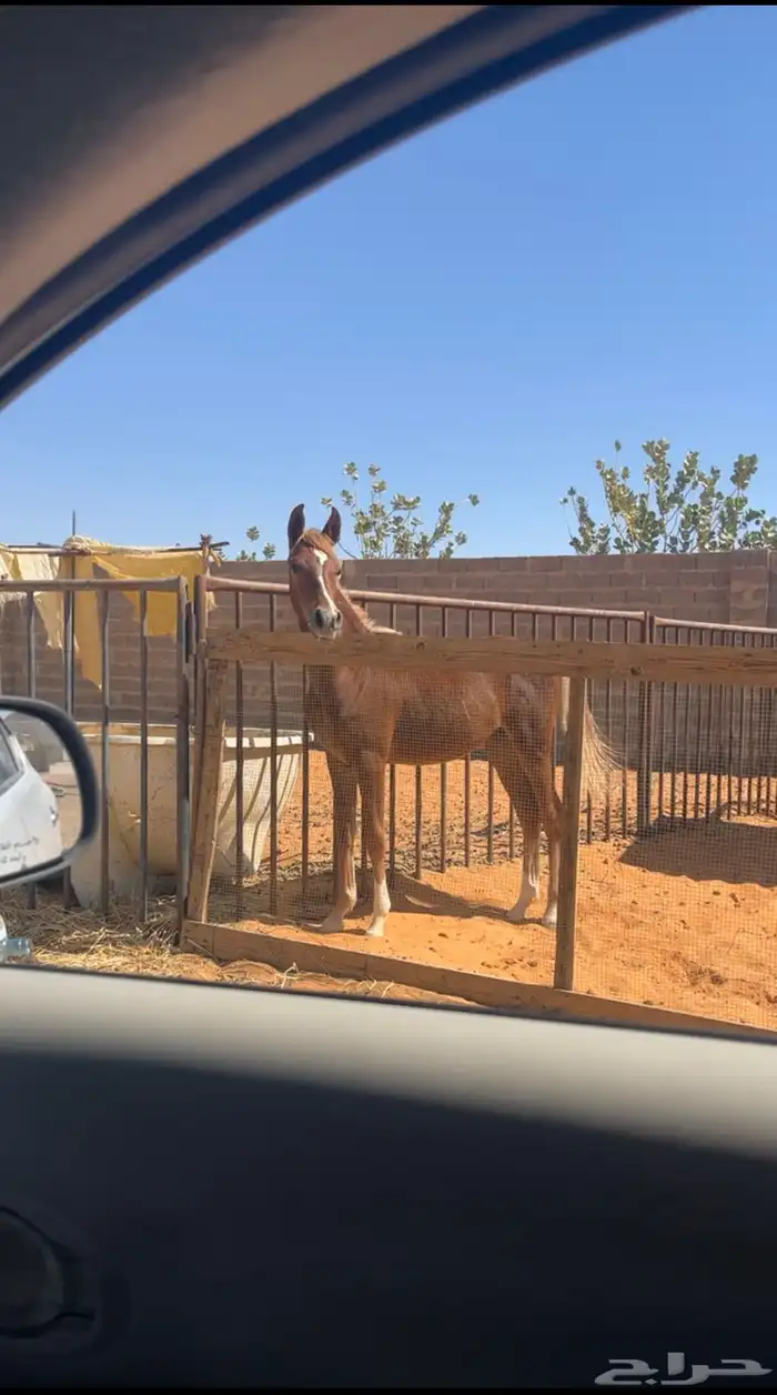 مهره شعبيه 2