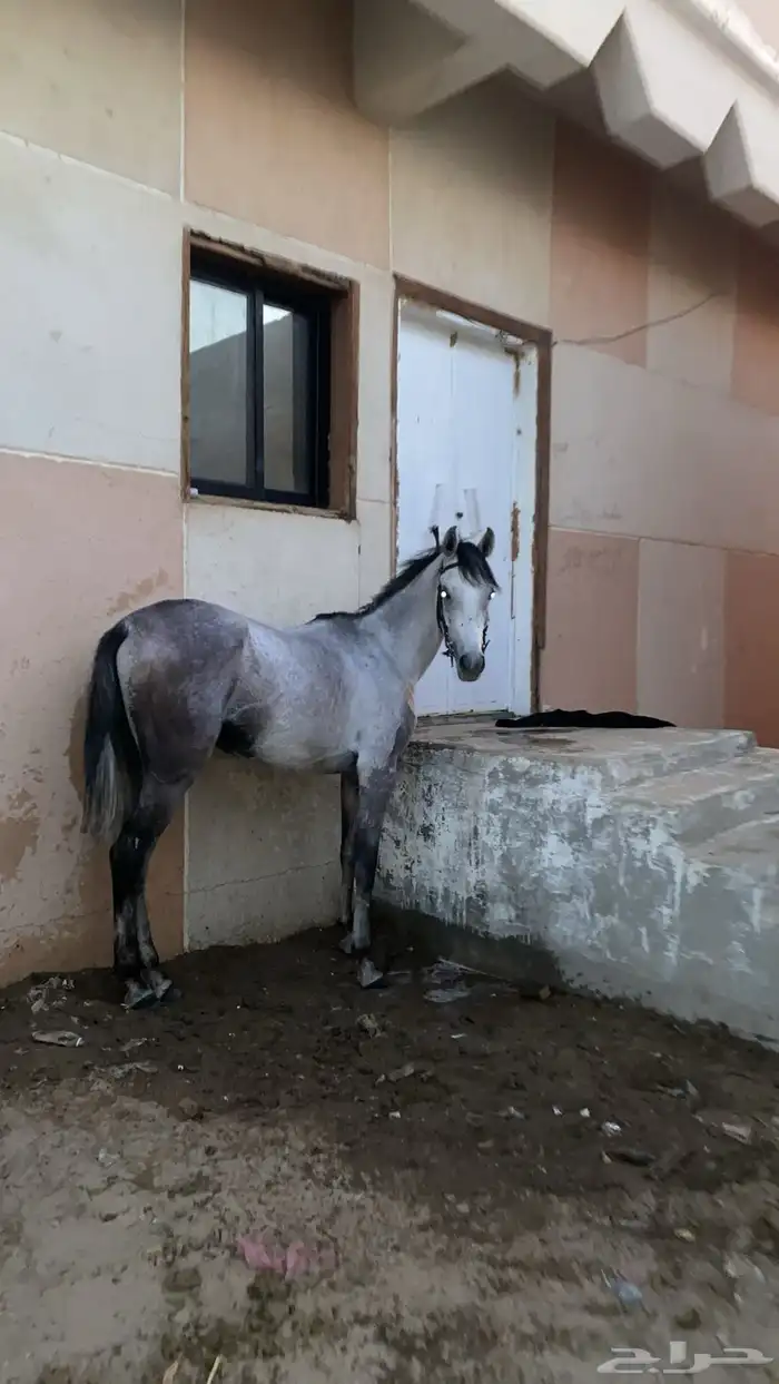 حصان شعبي كفو 0