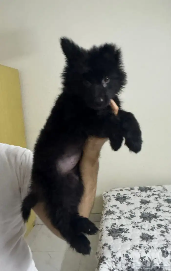 كلبه جيرمن للبيع 3