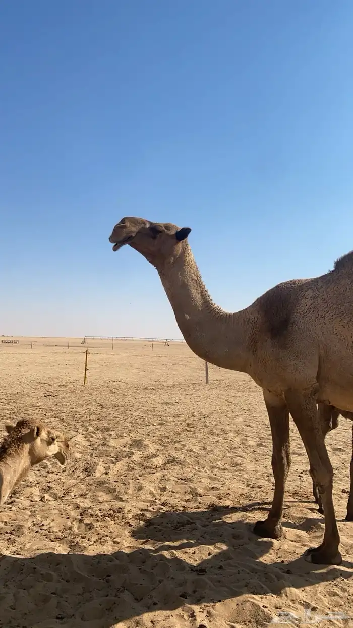 خلفه شعلا كفووو 1